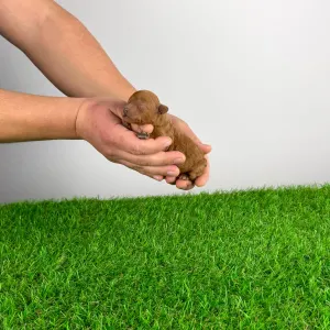 Poodle Miniature - Hillary