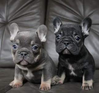 Francia bulldog - Wendy