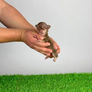 Chihuahua - Chiquita