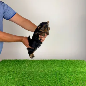 Yorkshire Terrier - Wiwi