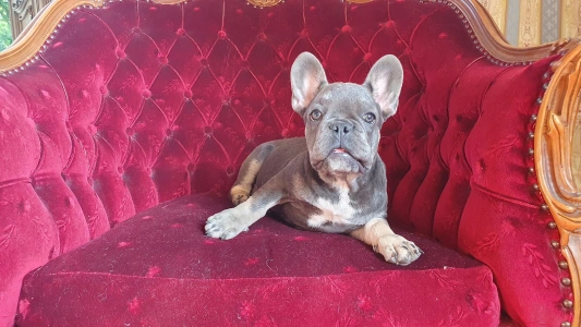 French Bulldog - Marcipán