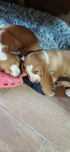 Basset Hound - Ciklon