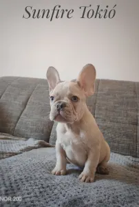 French Bulldog - Tokió 