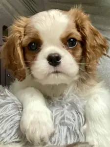 Cavalier King Charles Spaniel - Belafonte