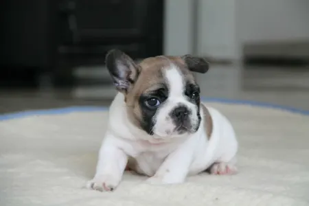 Bulldog francez - Freddy