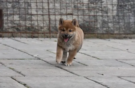 Shiba - Bravados Chiyuki