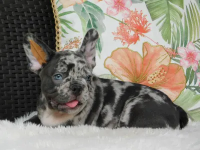 French Bulldog - Loki