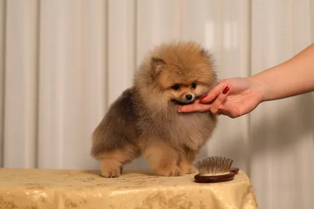 Pomeranian - Luciano