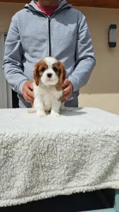 Cavalier king Charles spaniel - Sze Tis Best Falco