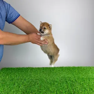 Shiba - Leni