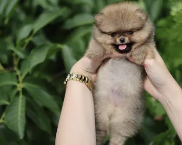 Pomeranian - Tokyo