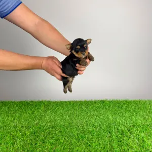 Yorkshire terrier - Randy