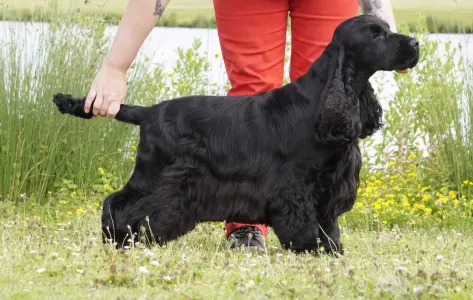 Cocker Spaniel anglais - La Scale Obsidian Masterpiece "renoir"