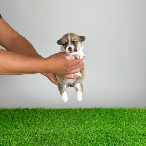 Welsh Corgi Pembroke - Baghira
