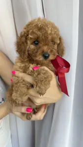 Той-пудель - Riella Roysl Legend Of The Kanis