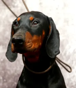 Dobermann - Csipőke