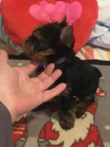 Yorkshire Terrier - Nicole