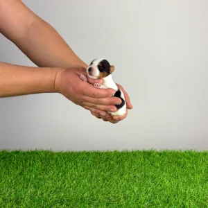 Biewer Terrier - Rolly