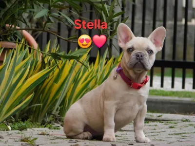 Francia bulldog - Stella 