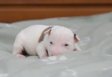 Miniatűr bullterrier - Logan