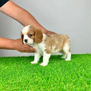 Cavalier King Čarles Španiel - Mayo