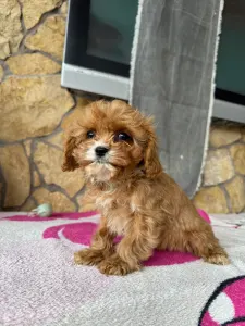 Cavapoo - Nara
