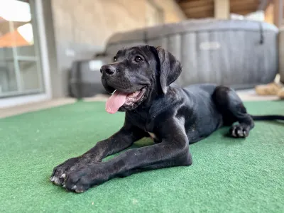 Chien de cour italien - Bonnie