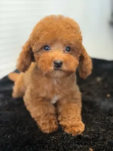 Caniche Toy - Harry