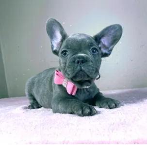 French Bulldog - Tiffany