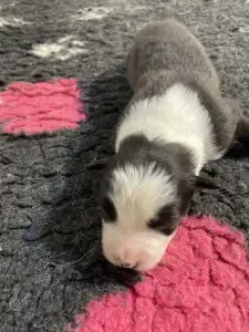 Border Collie - Milano