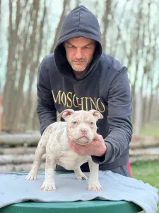 American Bully - Pocket - Merle