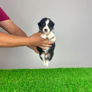 Australian Shepherd - Vectra 