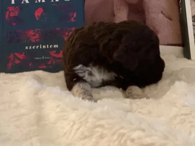 Chien d'eau romagnol - Betyár