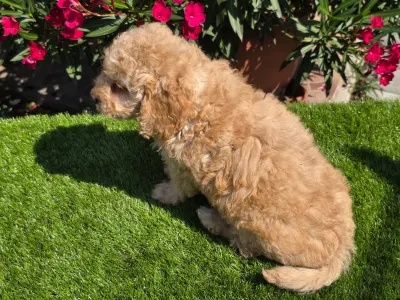 Cavapoo - Frakk