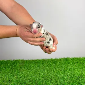 Berger australien - Clou