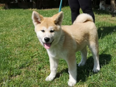 Akita Inu - Yuki Yanagi No Tani