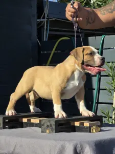 American Bully - Pocket - Artur