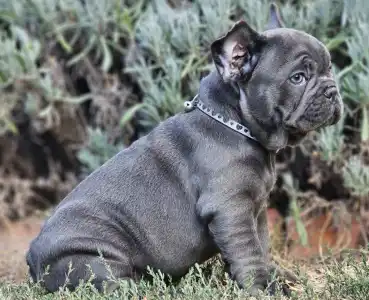 French Bulldog - Sympathy 