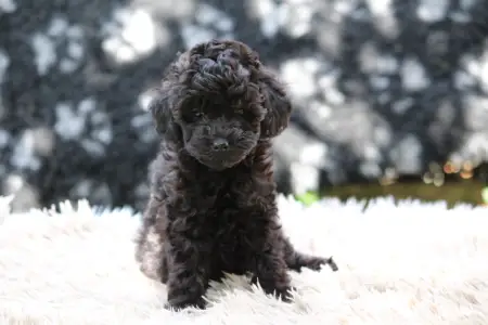 Poodle Miniature - Blackpink