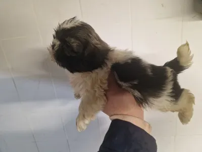 Shih Tzu - Kira