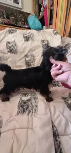 Yorkshire Terrier - Wizzard