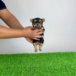 Yorkshire Terrier - Ebony