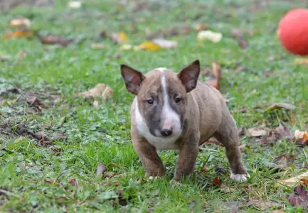 Bull terrier miniature - Jake