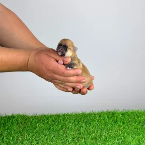 Spitz tedesco piccolo - Bennet