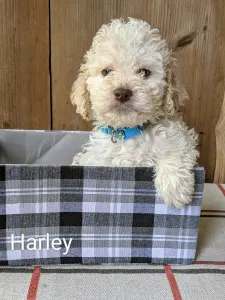 Lagotto Romagnolo - Ürömi Szarvasgombász Harley 