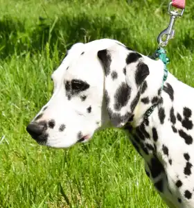 Dalmatian - Bingo