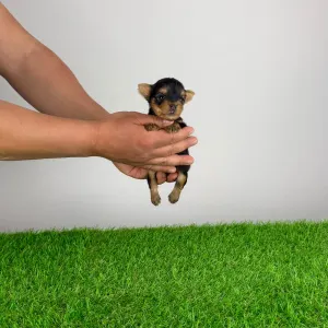 Jorkšírský teriér - Volt