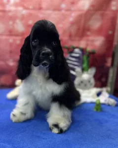 Amerikai cocker spániel - Psycho