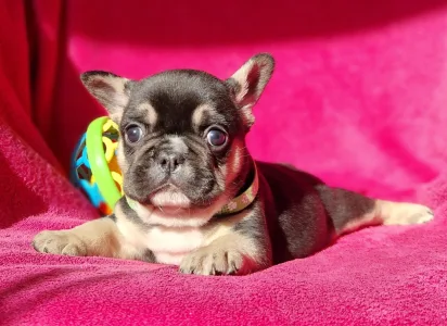 French Bulldog - Negro