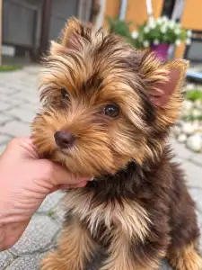 Yorkshire Terrier - Luna